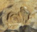 4 Fosilie v pazourku, pravděpodobně Cycloserpula gordialis, cca 11 x 7 mm, naleziště - u Fulneku, foto Aleš Uhlíř